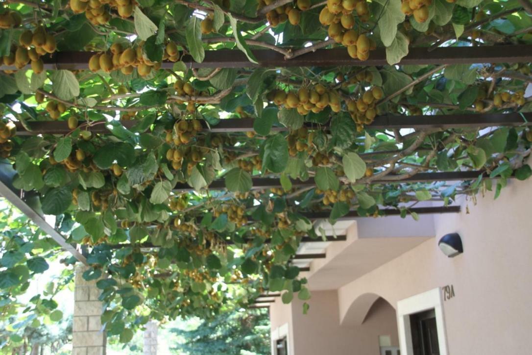 Premantura Olive Garden Villa Buitenkant foto