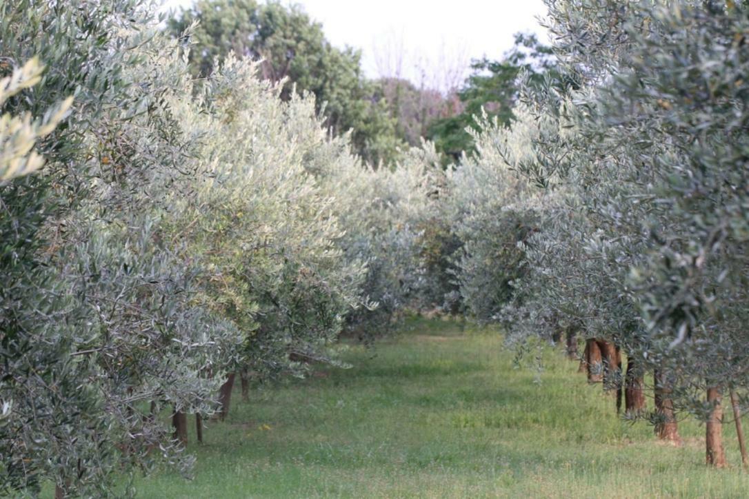 Premantura Olive Garden Villa Buitenkant foto