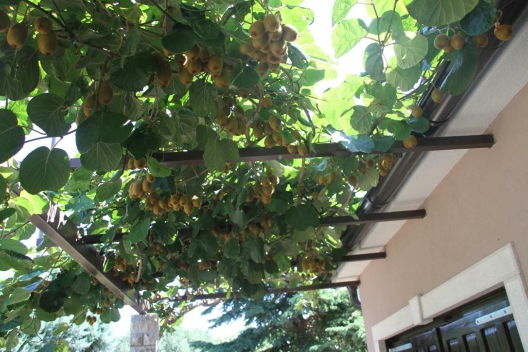 Premantura Olive Garden Villa Buitenkant foto
