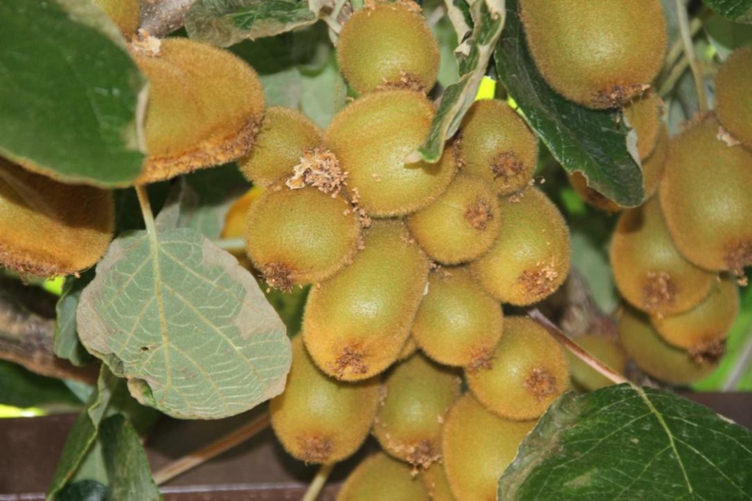 Premantura Olive Garden Villa Buitenkant foto
